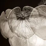 Подвесная люстра Arte Lamp KAPRI A4078LM-9CC, 9хE14