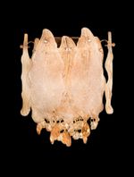 Бра Alloro FL1053-2W, E14х2