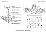 Светильник потолочный Crystal Lux ESMIRALDA PL9 SILVER 0524/109