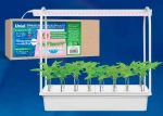 ULT-P44D-10W/SPLE IP20 AQUA SIMPLE WHITE Набор для гидропоники "Минисад AQUA SIMPLE", светильник для растений светодиодный с подставкой. Спектр для фотосинтеза. Белый. TM Uniel