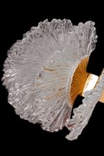 Бра Marine FL1094-3W, LED